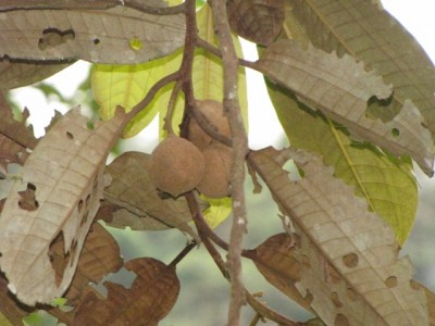 228. Baum, IMG_7865.jpg