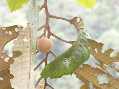 228. Baum, IMG_7863.jpg