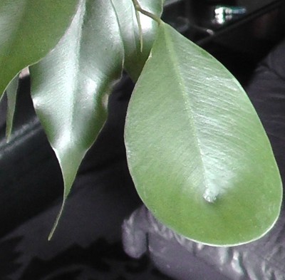 ficus1.jpg