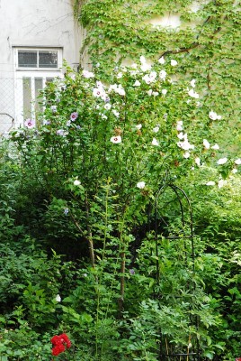 dsc_9142_Hibiskus-Hochstamm.jpg
