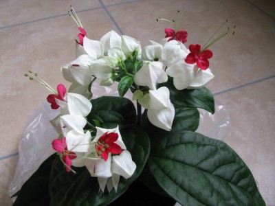 Clerodendrum thomsoniae.jpg