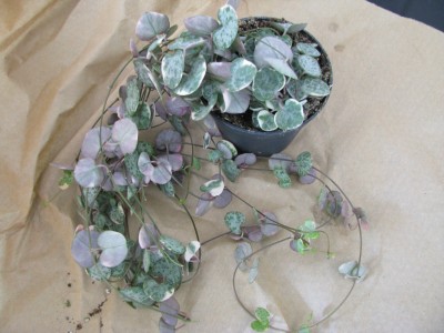 Ceropegia woodii variegata.jpg
