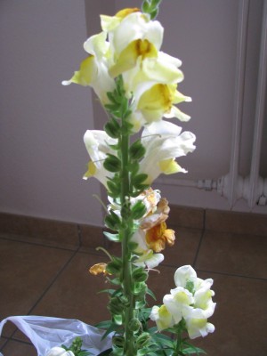 Löwenmäulchen 2.jpg