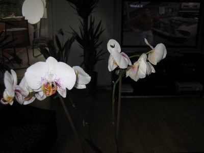 IMG_3559.JPG