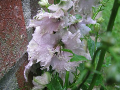 Rittersporn nass 2.jpg