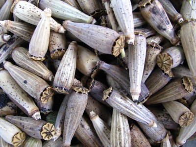 Mohn kräftige Farben.jpg