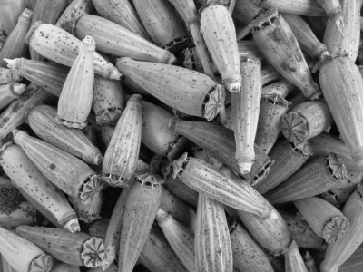 Mohn schwarz weiß.jpg