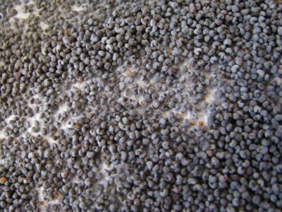 Riesenkapsel Samen.jpg