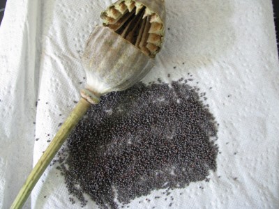 Riesenkapsel offen.jpg