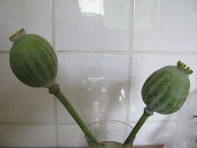 Riesenkapseln Vase.jpg