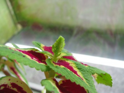 Coleus Blütenstand 3.jpg