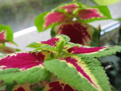 Coleus Blütenstand 2.jpg