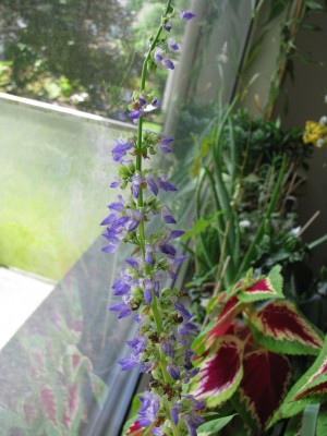 Coleus Blütenstand.jpg