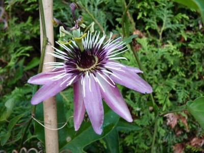 passiflora x violacea.jpg