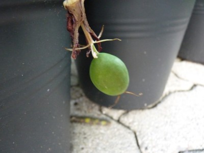 Frucht cinnabarina.jpg