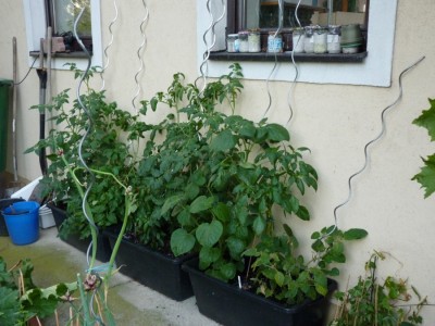 tomaten.jpg