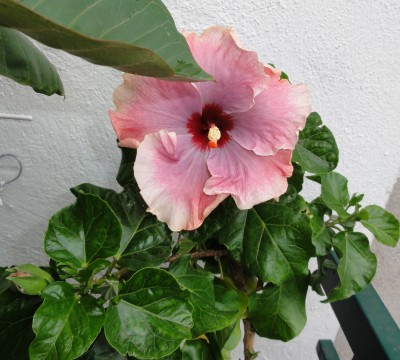 2. Blüte Sämling (6).JPG