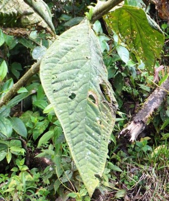 258. Pflanze, DSCF1230.JPG