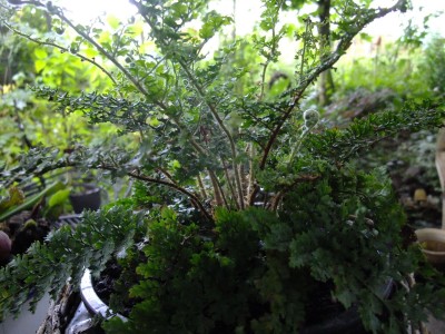 DSCF6440.JPG
