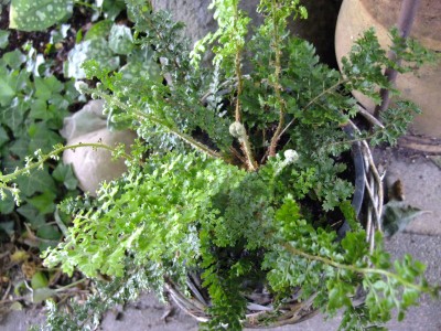 DSCF6439.JPG
