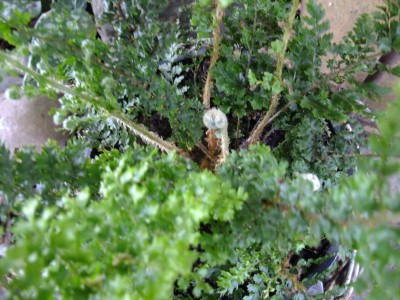 DSCF6435.JPG