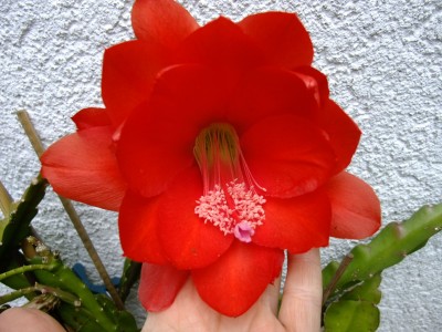 DSCF6433.JPG