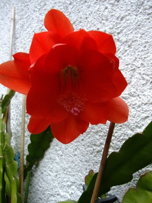 DSCF6431.JPG