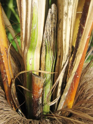 120716_Trachy_Blatt2.jpg