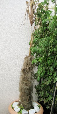 120716_Trachy.jpg