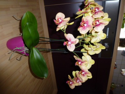 P1000321.JPG