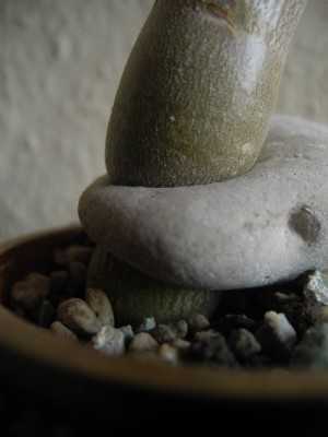 DSCN4155.JPG