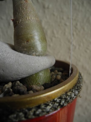 DSCN4154.JPG