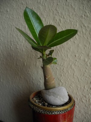 DSCN4160.JPG