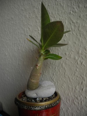 DSCN4159.JPG