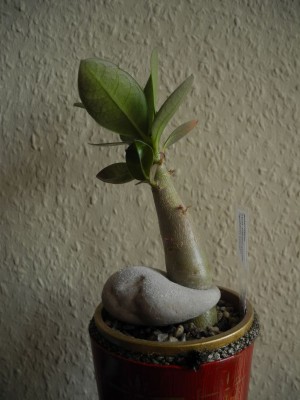 DSCN4153.JPG