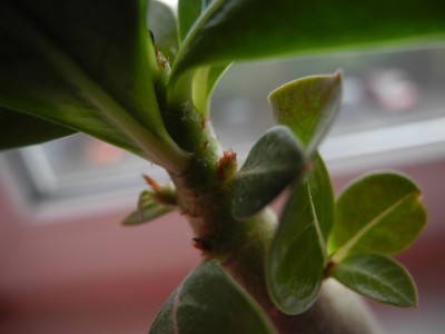 DSCN4163.JPG