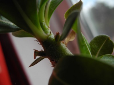 DSCN4162.JPG