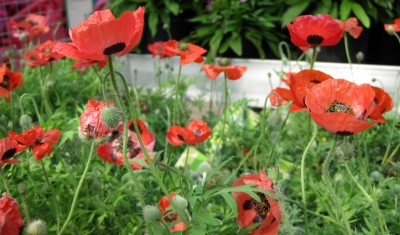 Marienkäfer-Mohn_4232.jpg