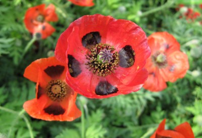 Marienkäfer-Mohn_4231.jpg