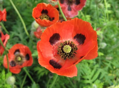 Marienkäfer-Mohn_4230.jpg