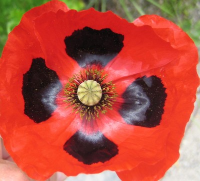 Mohn4.jpg