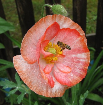 KlatschMohn Falling in Love mit Biene_4605.jpg