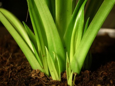 Pandanus veitchii  17.07.2012.jpg