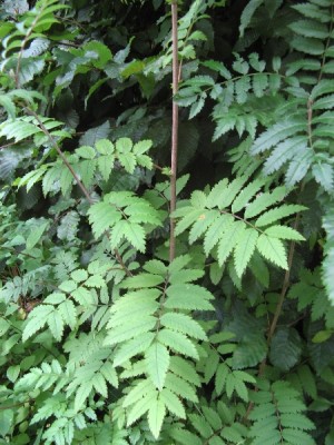 Was für ein Baum.jpg