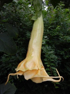 Angels Orange drop.JPG