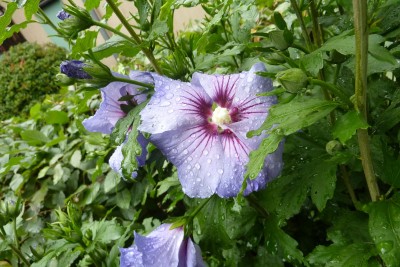 Garten Hibi Blüte.JPG