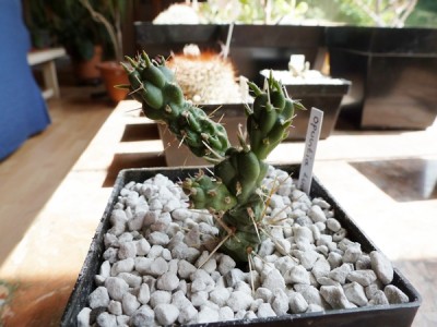 opuntia tunicata.JPG