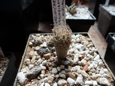 turbinicarpus krainzianus ssp.minimus.JPG