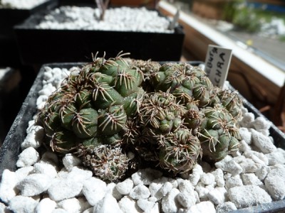 sulcorebutia  pulchra.JPG