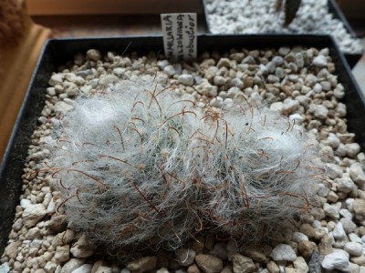 mammilaria guelzowiana v.robustior.JPG
